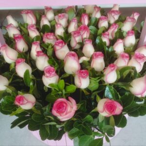 51 бело-розовая роза