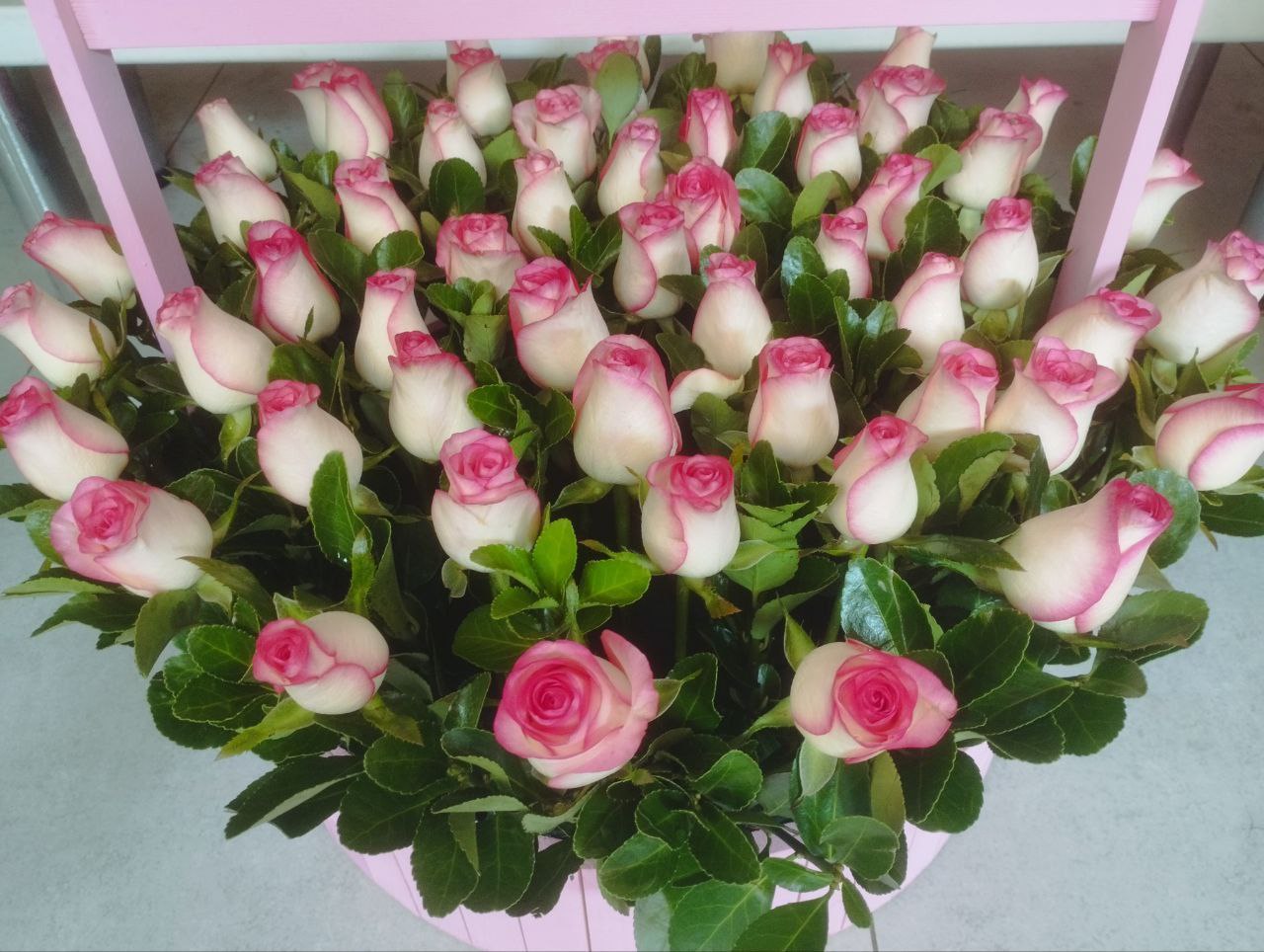 51 бело-розовая роза